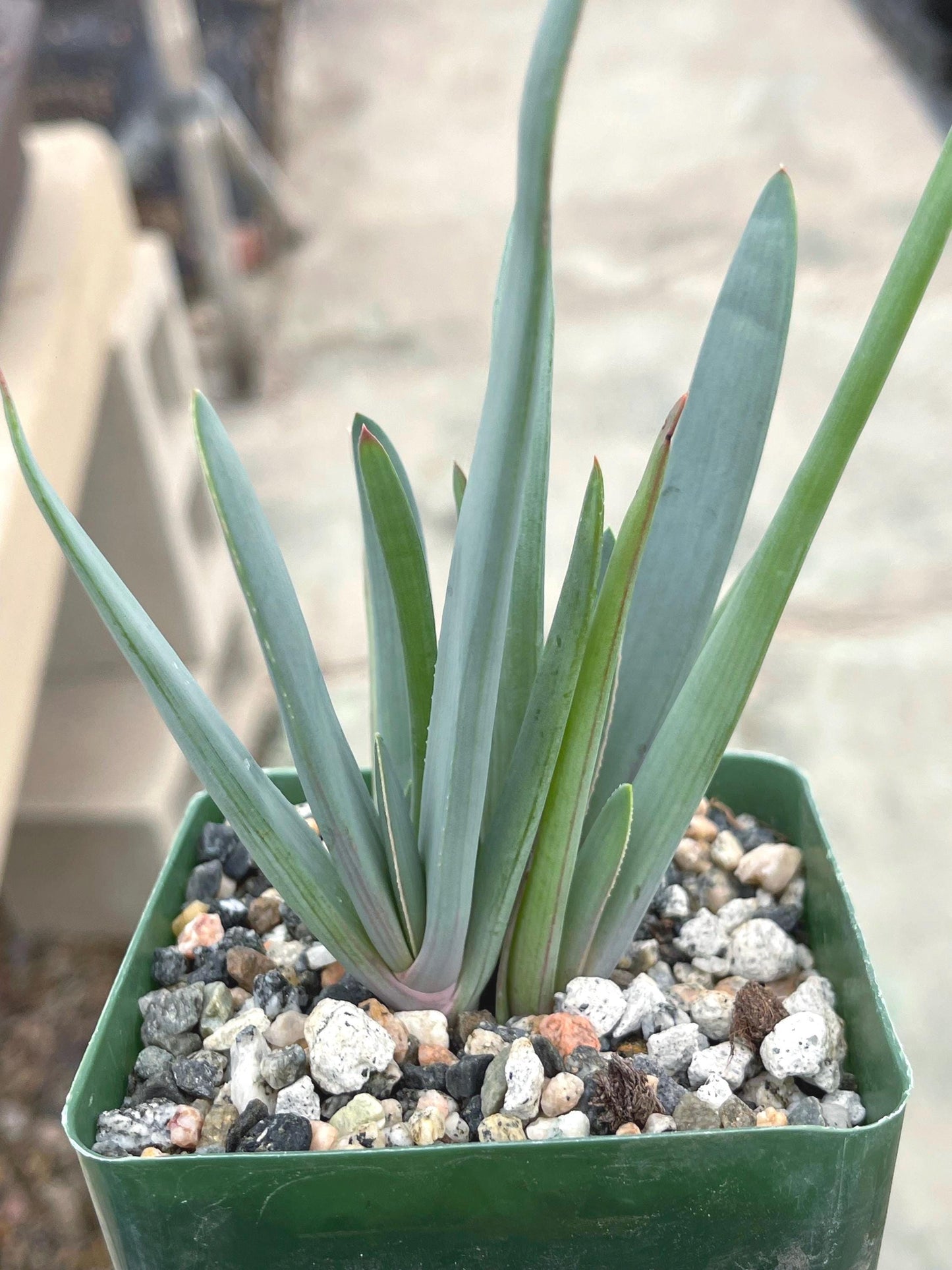 Fan Aloe | Aloe Plicatilis | Kumara plicatilis | Live Succulent