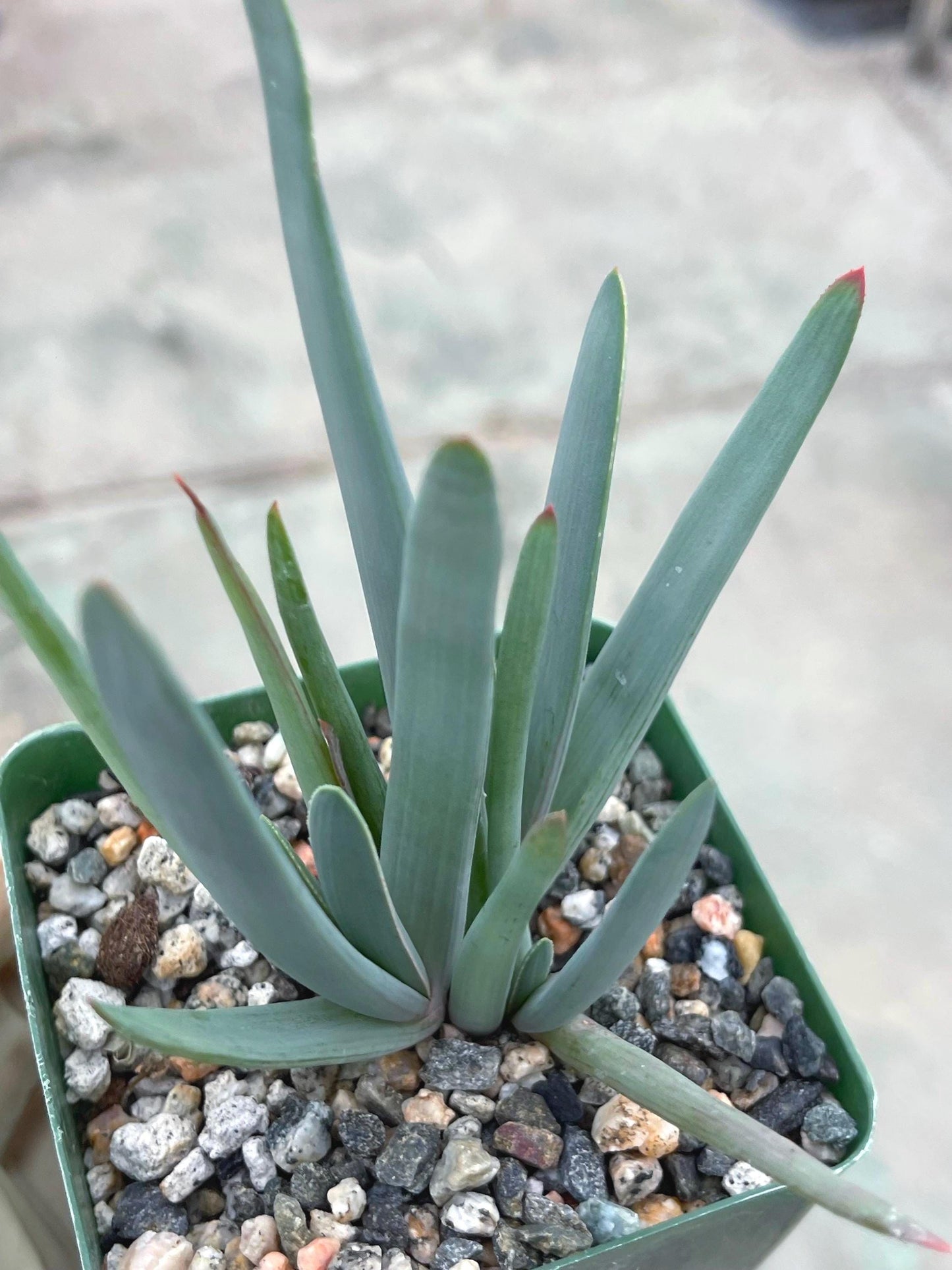 Fan Aloe | Aloe Plicatilis | Kumara plicatilis | Live Succulent