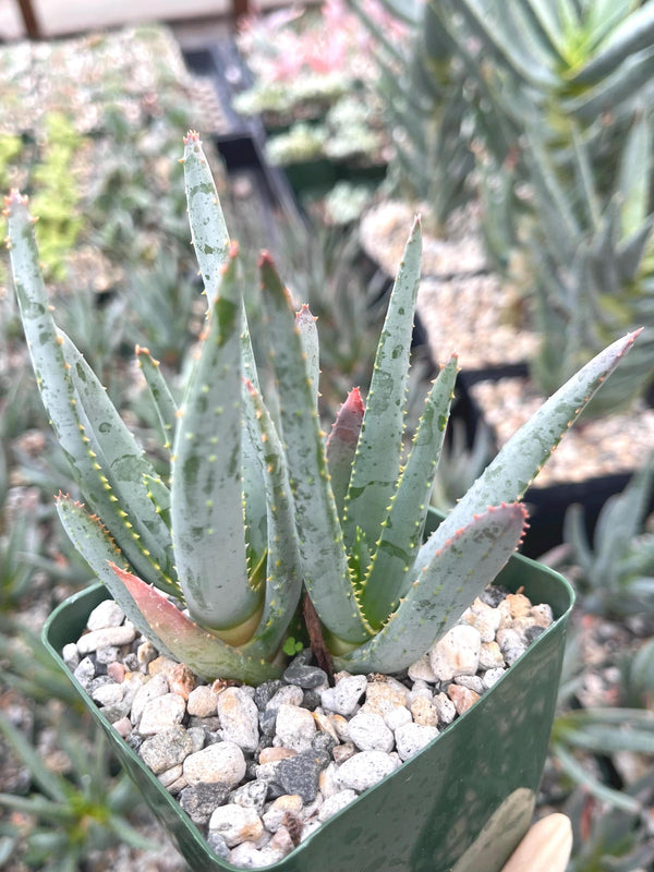 3.5” Double Aloe Dichotoma | Live Succulent | Live Plant