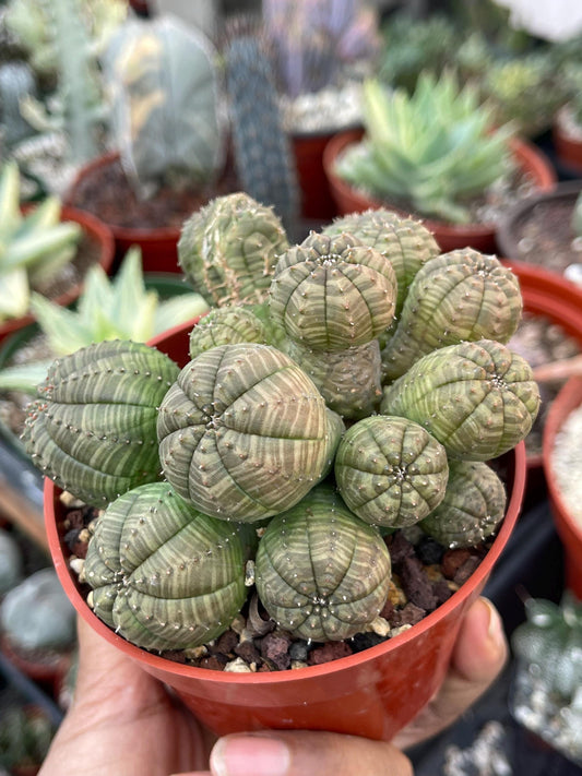 Euphorbia Obesa | Baseball Cactus | Live Cactus