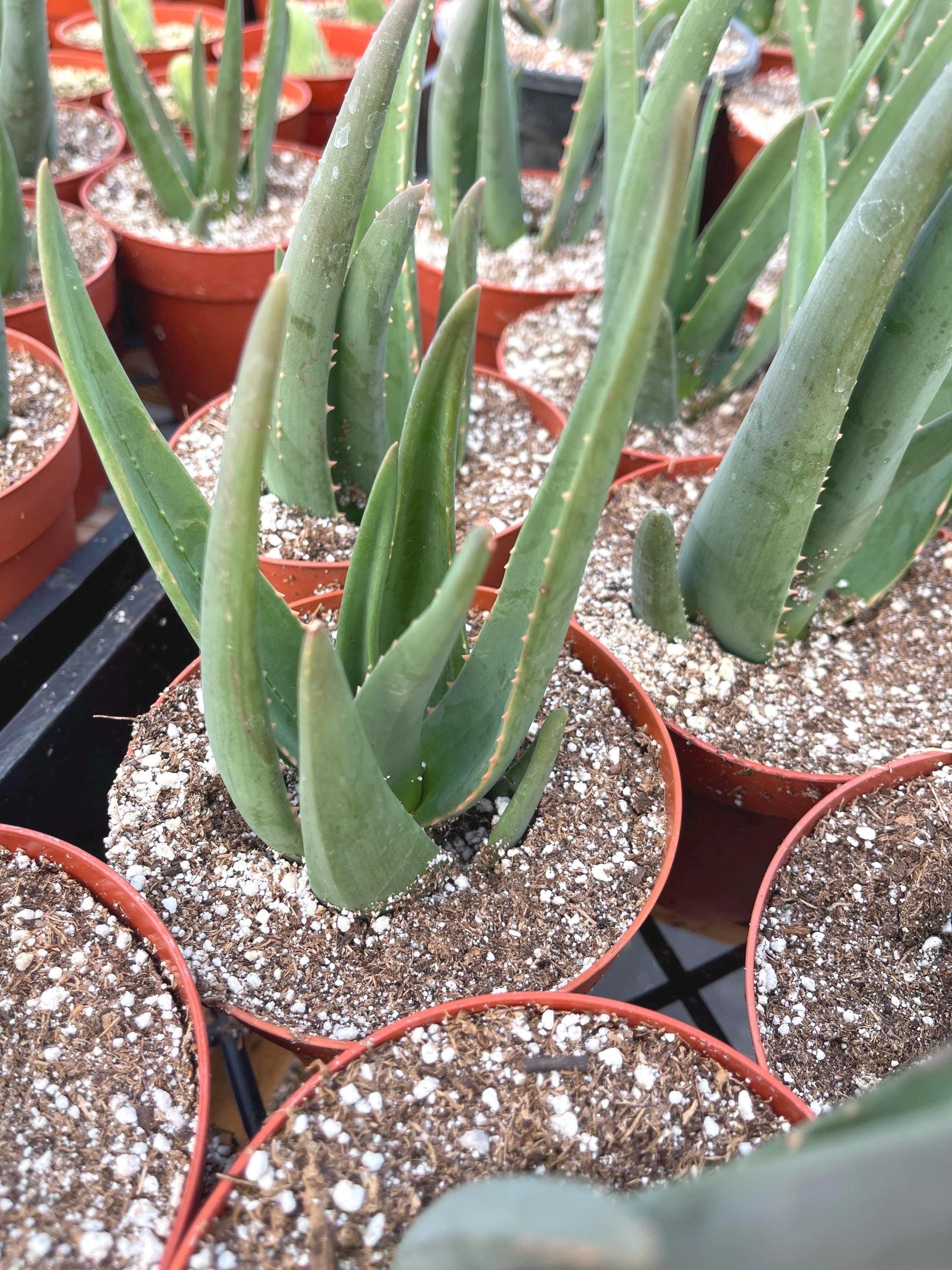 Aloe Hercules | Live Aloe | Live Plant