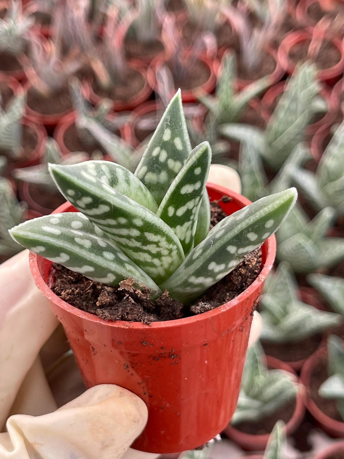 Tiger Aloe | Aloe variegata | Live Plant