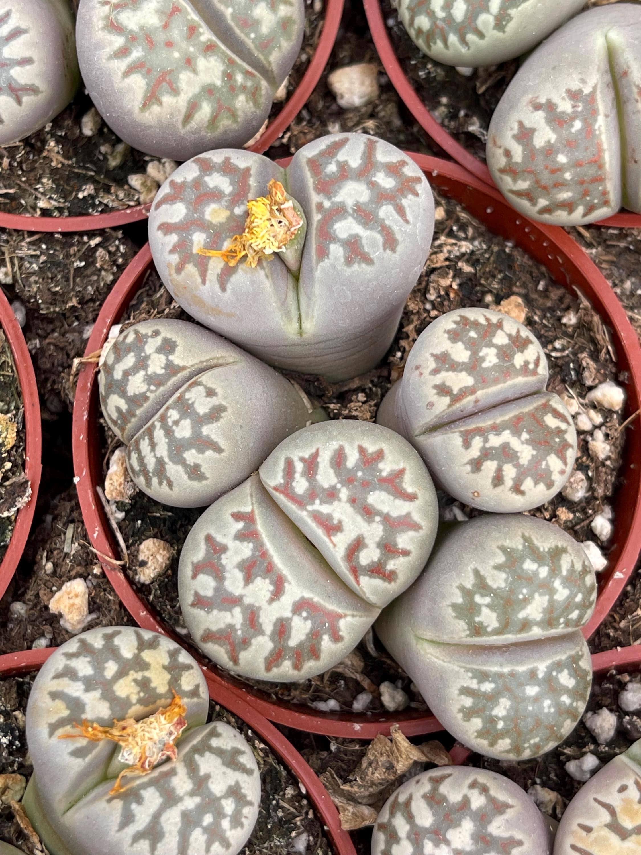 Lithops Living Stone succulent | Live Plant – Beleaf and Grow
