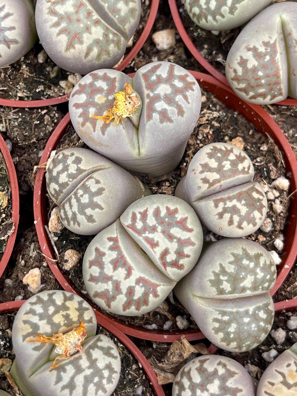 Lithops Living Stone succulent | Live Plant