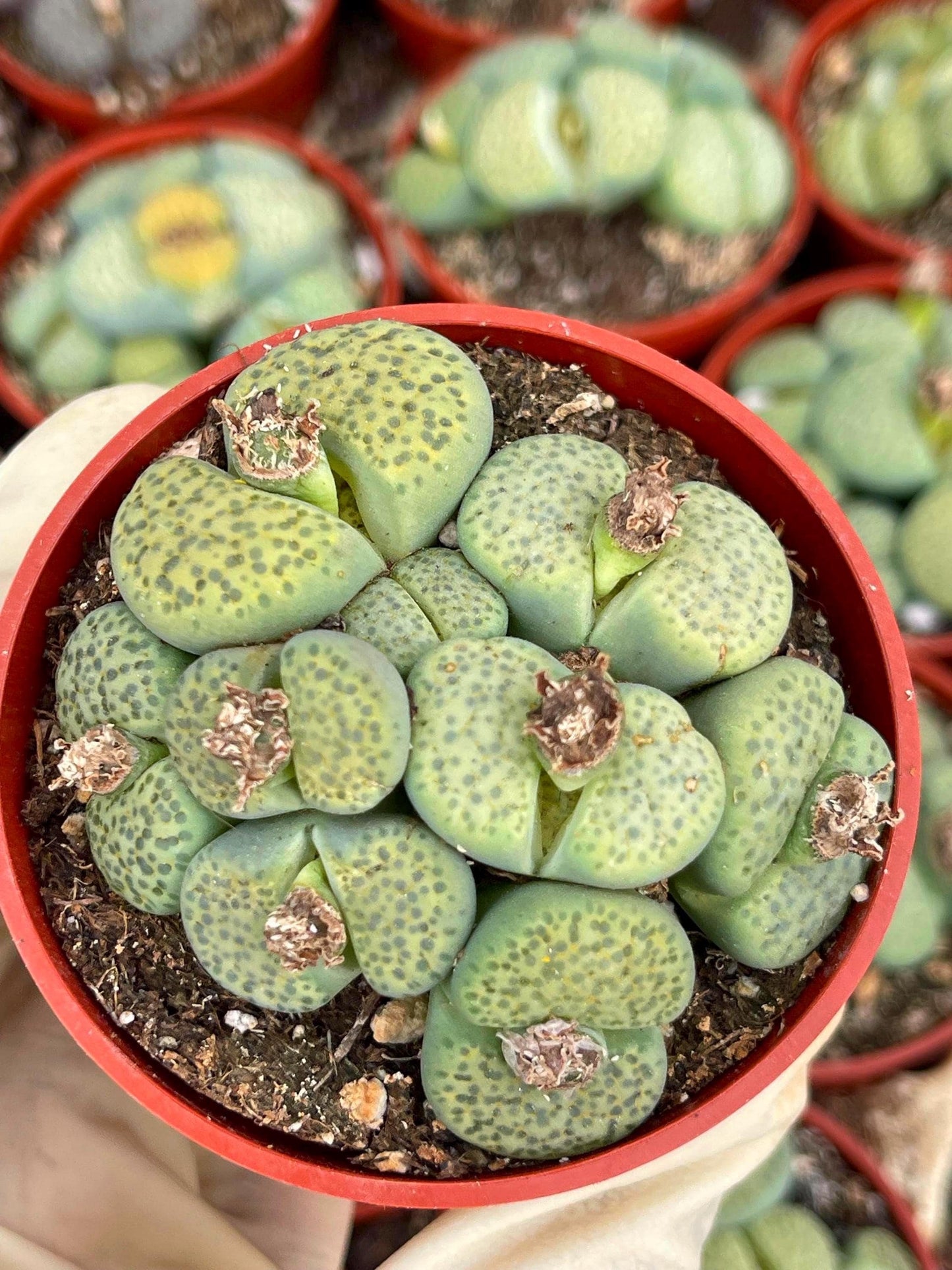 Lithops Living Stone succulent | Live Plant