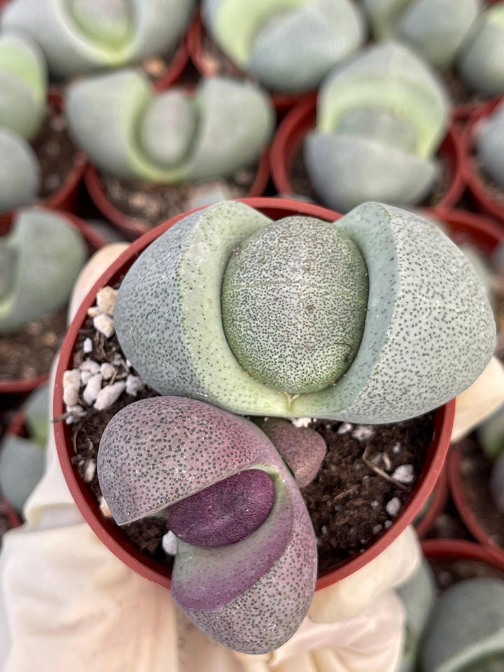 Split Rock Succulent | Pleiospilos nelii