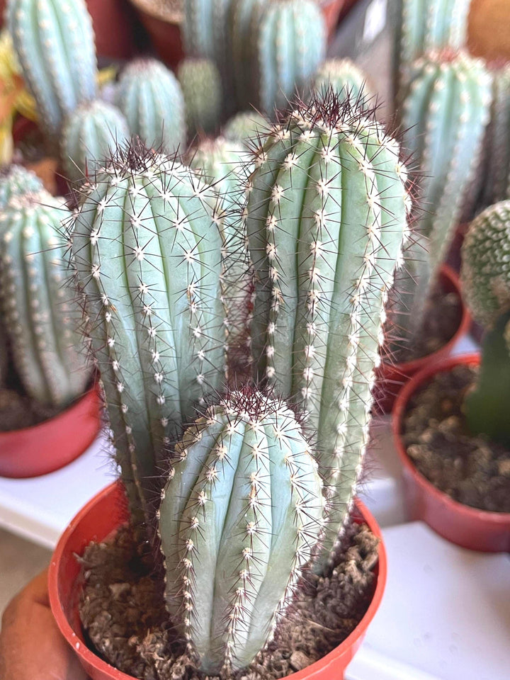 Cipocereus Bradei | Blue Cactus | Rare Exotic Cactus