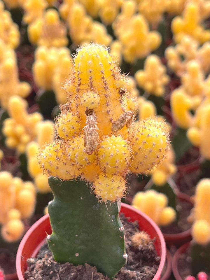 Echinopsis Chamaecereus "Lutea" | Rare Cactus | Live Plant | Graft Cactus | Moon Cactus