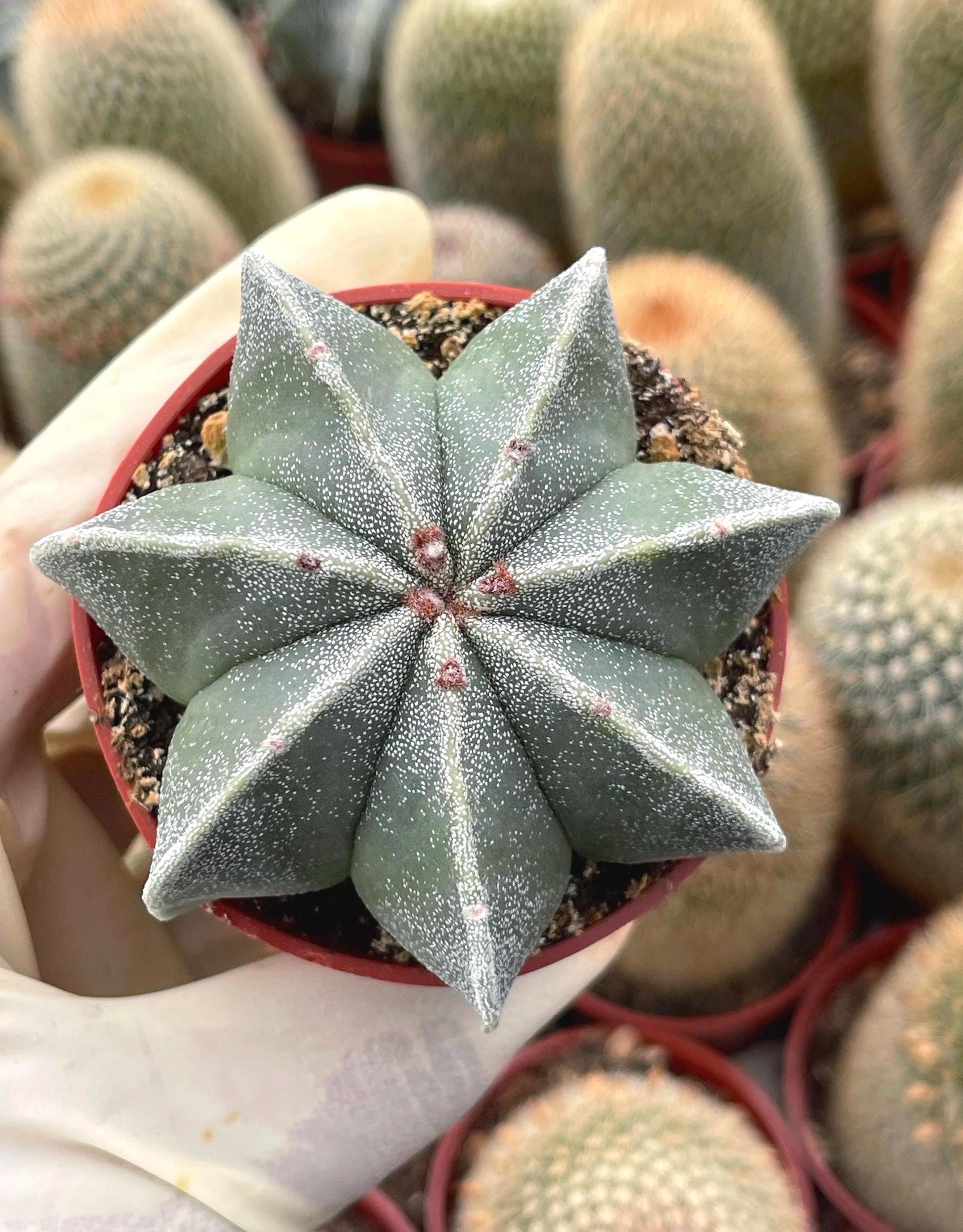 Astrophytum | Bishop Cap cactus | 5 ribbed | Live Plant