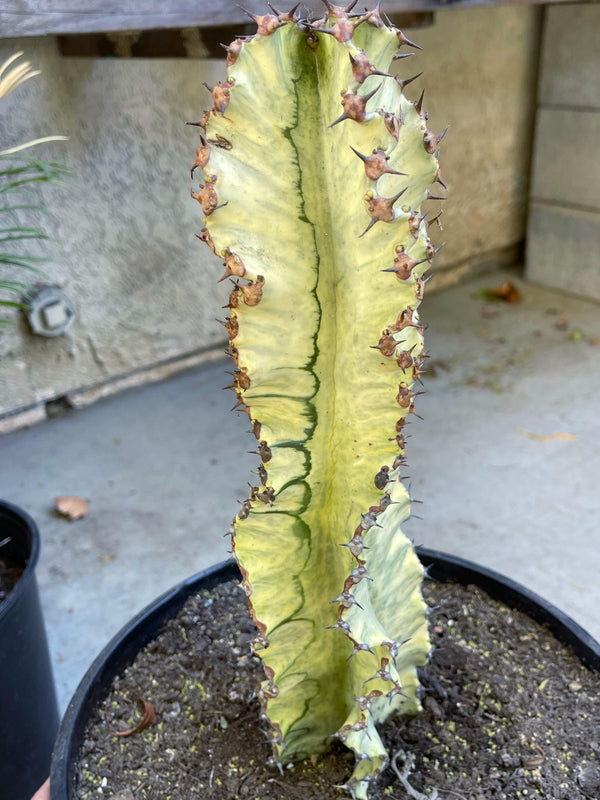 Variegated Euphobia Ammak | African Candelabra Euphorbia | Live Cactus