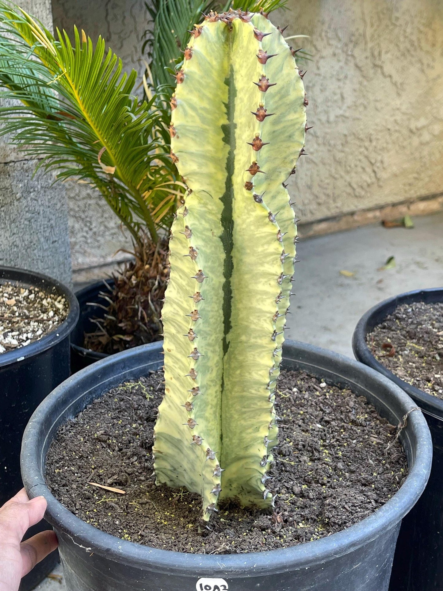 Variegated Euphobia Ammak | African Candelabra Euphorbia | Live Cactus