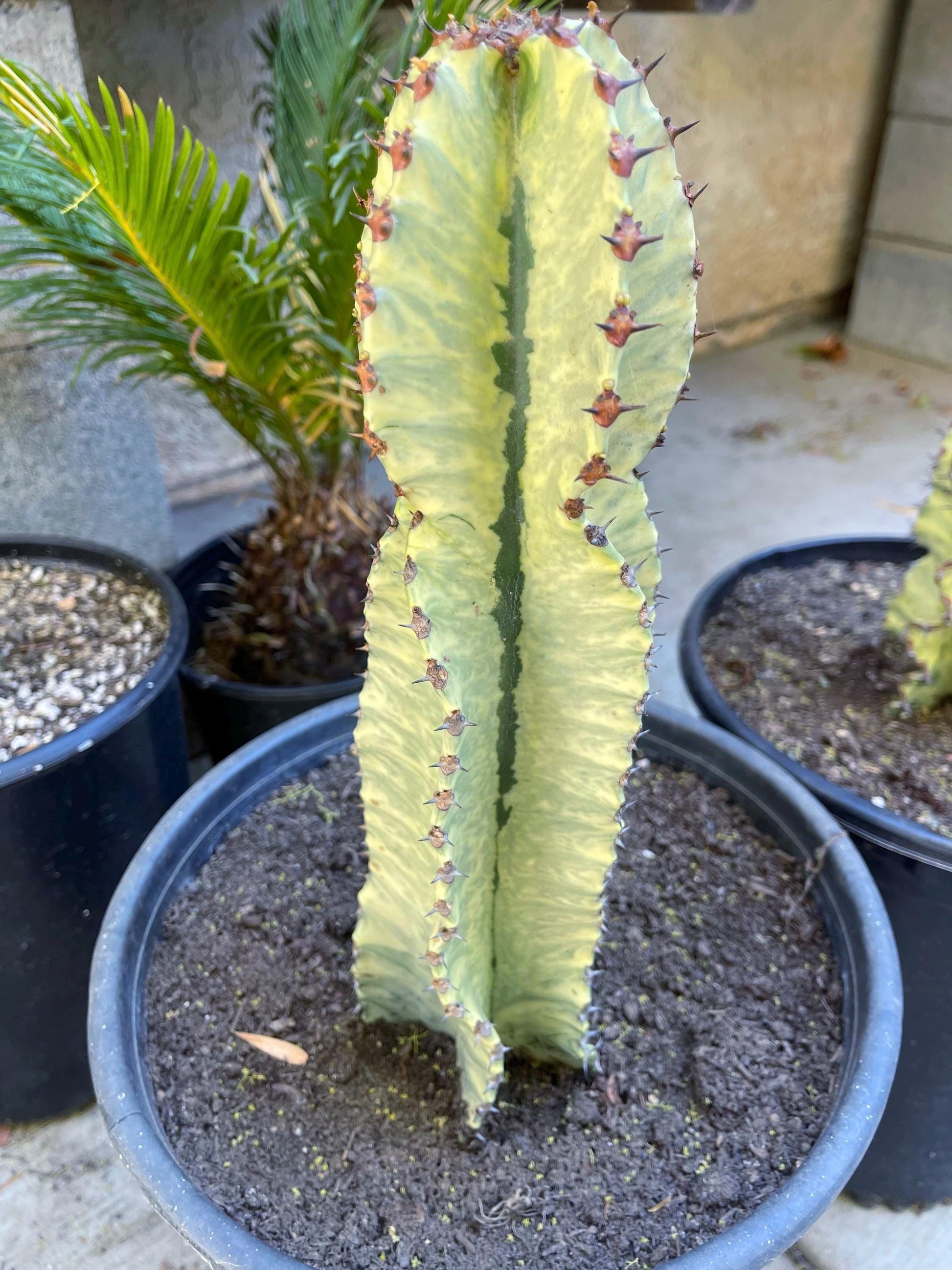 Variegated Euphobia Ammak | African Candelabra Euphorbia | Live Cactus