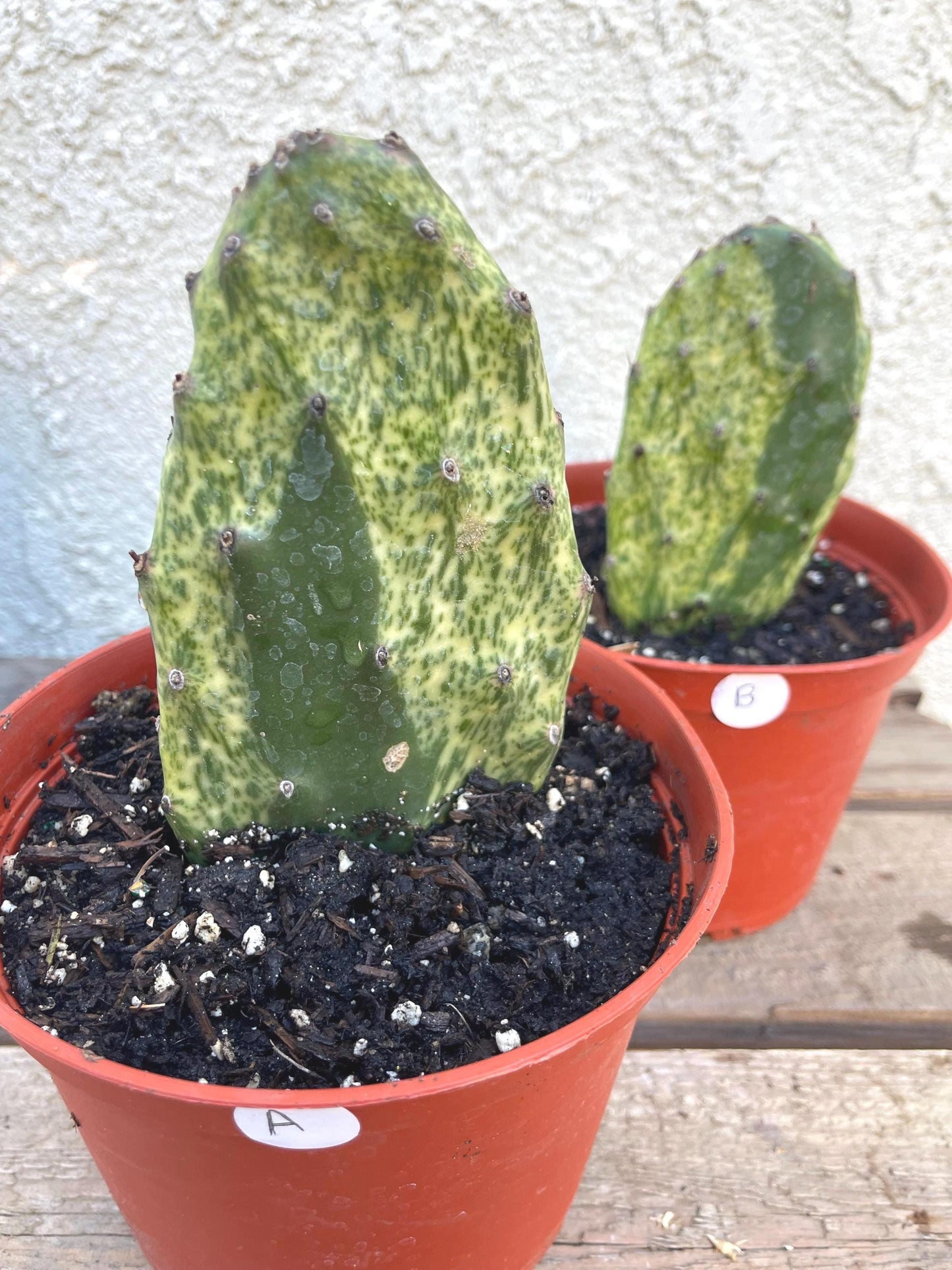 Rooted Opuntia Sunburst Variegated Cactus