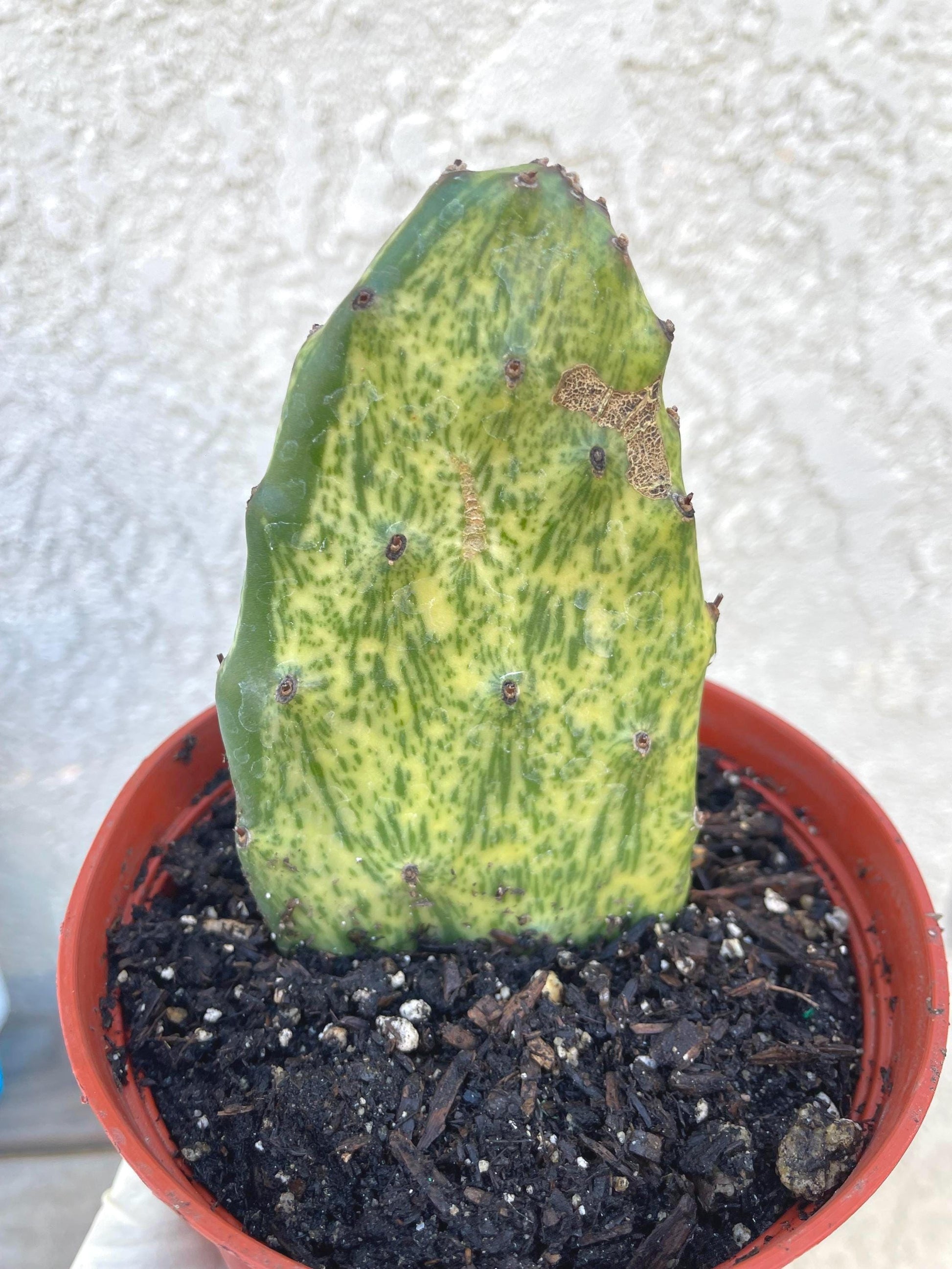 Rooted Opuntia Sunburst Variegated Cactus