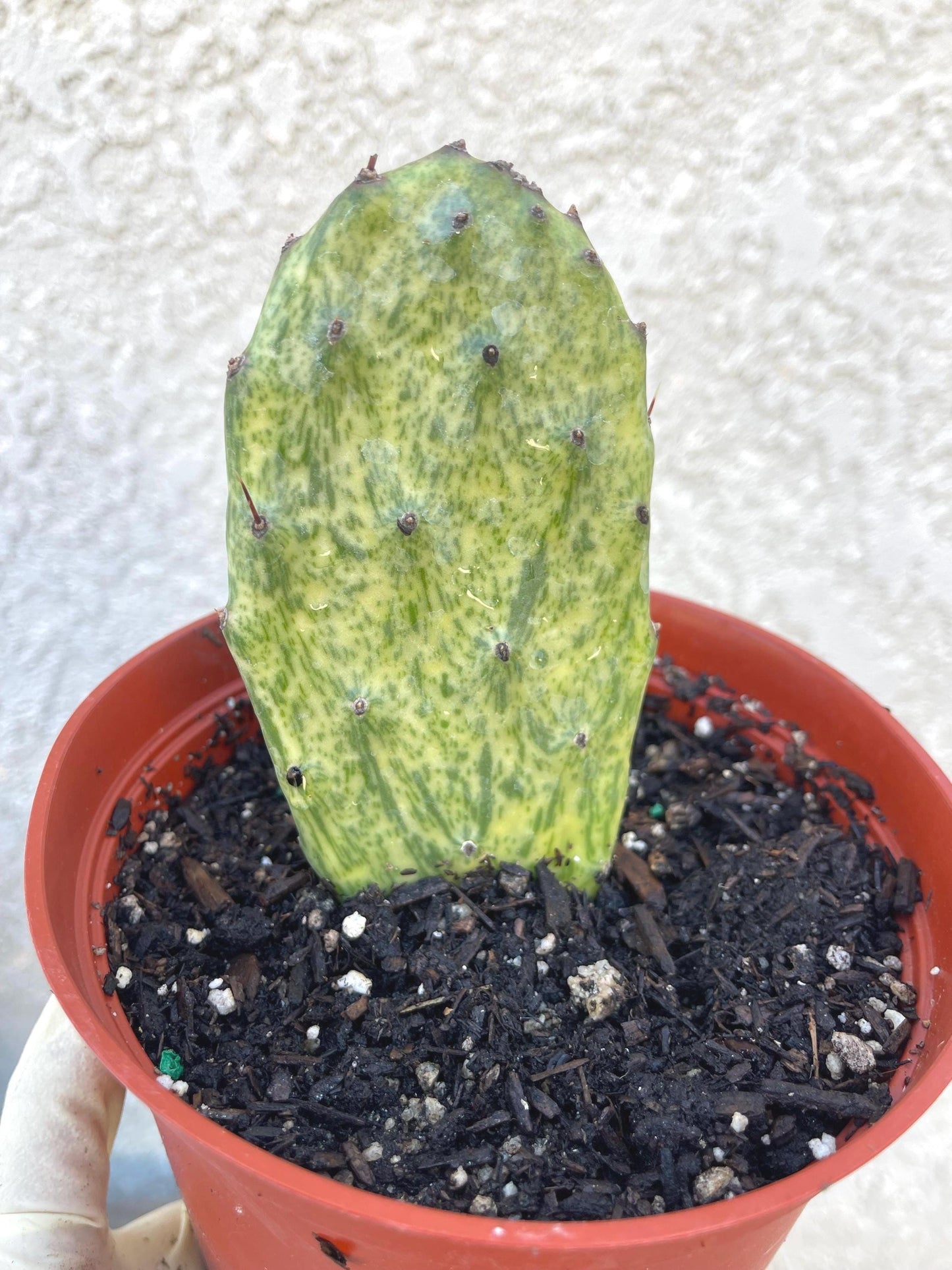 Rooted Opuntia Sunburst Variegated Cactus