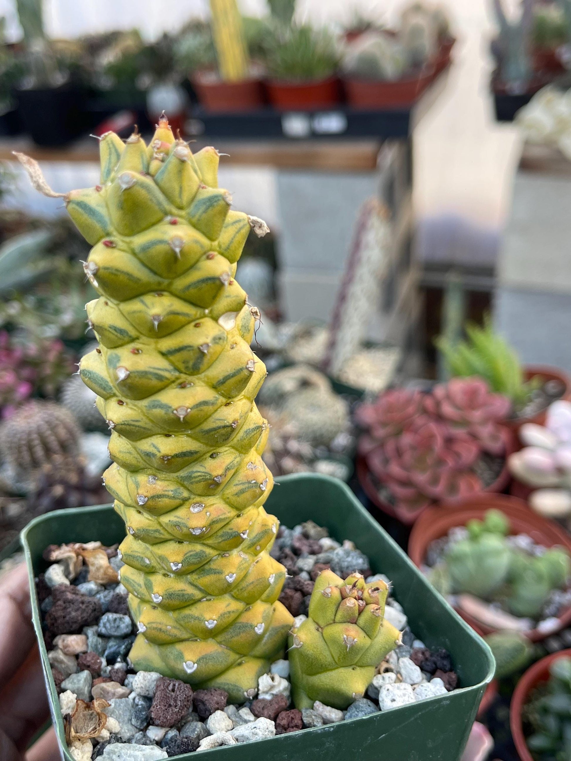 Variegated Monadenium Ritchei | Rare Item | Live Succulent