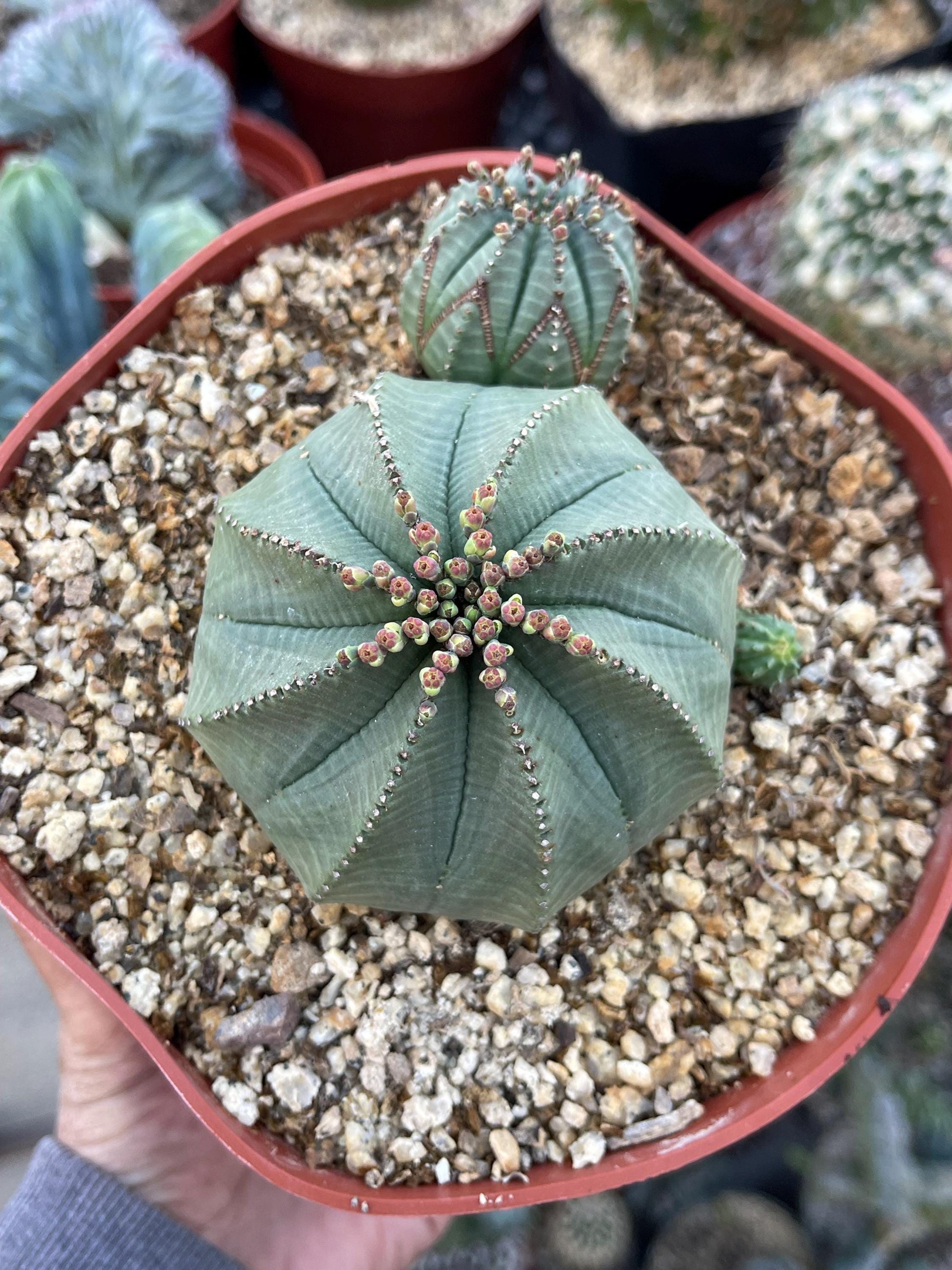 Euphorbia Obesa Hybrid w/pups | Rare Plant | Live Plant