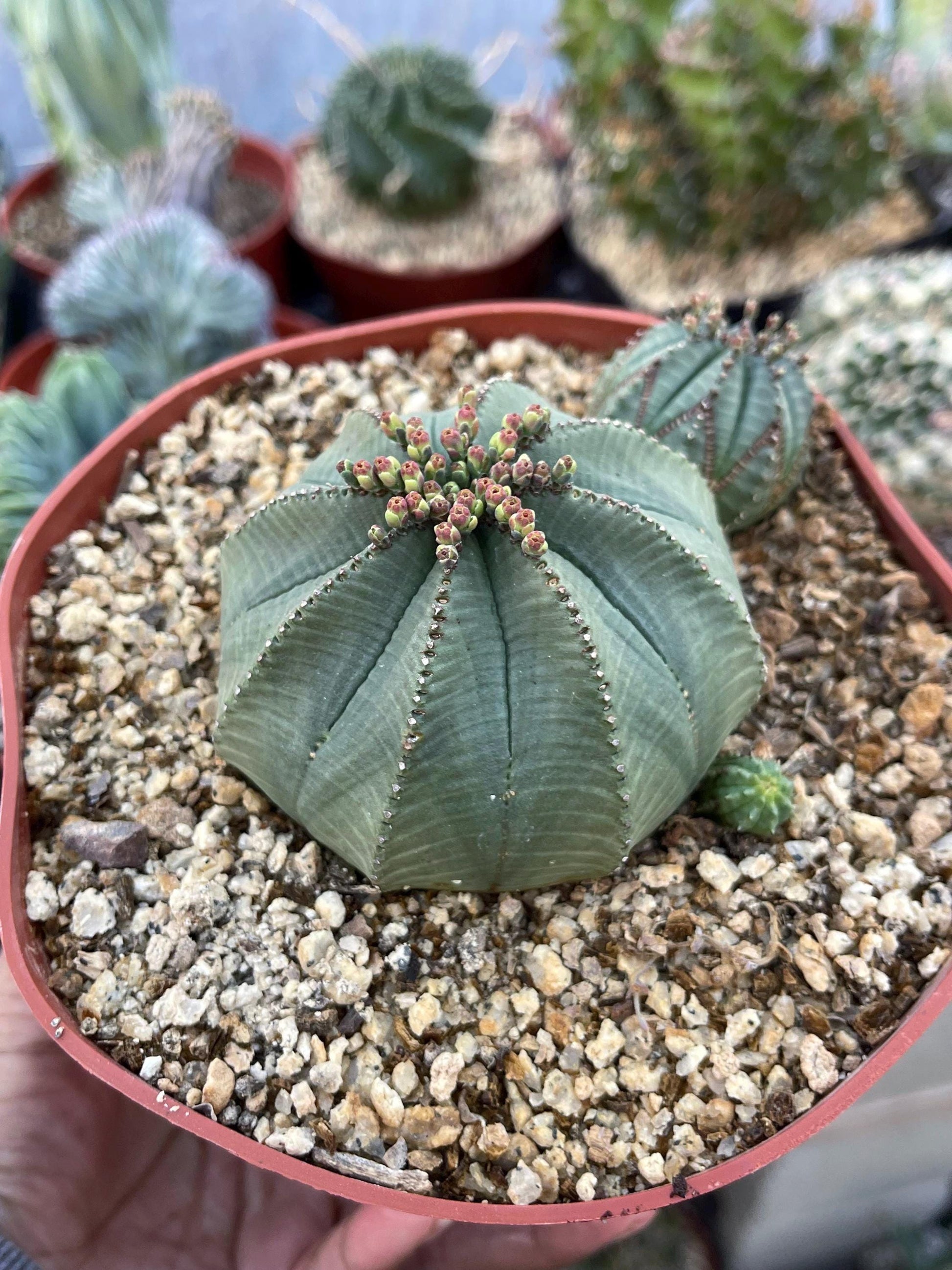 Euphorbia Obesa Hybrid w/pups | Rare Plant | Live Plant