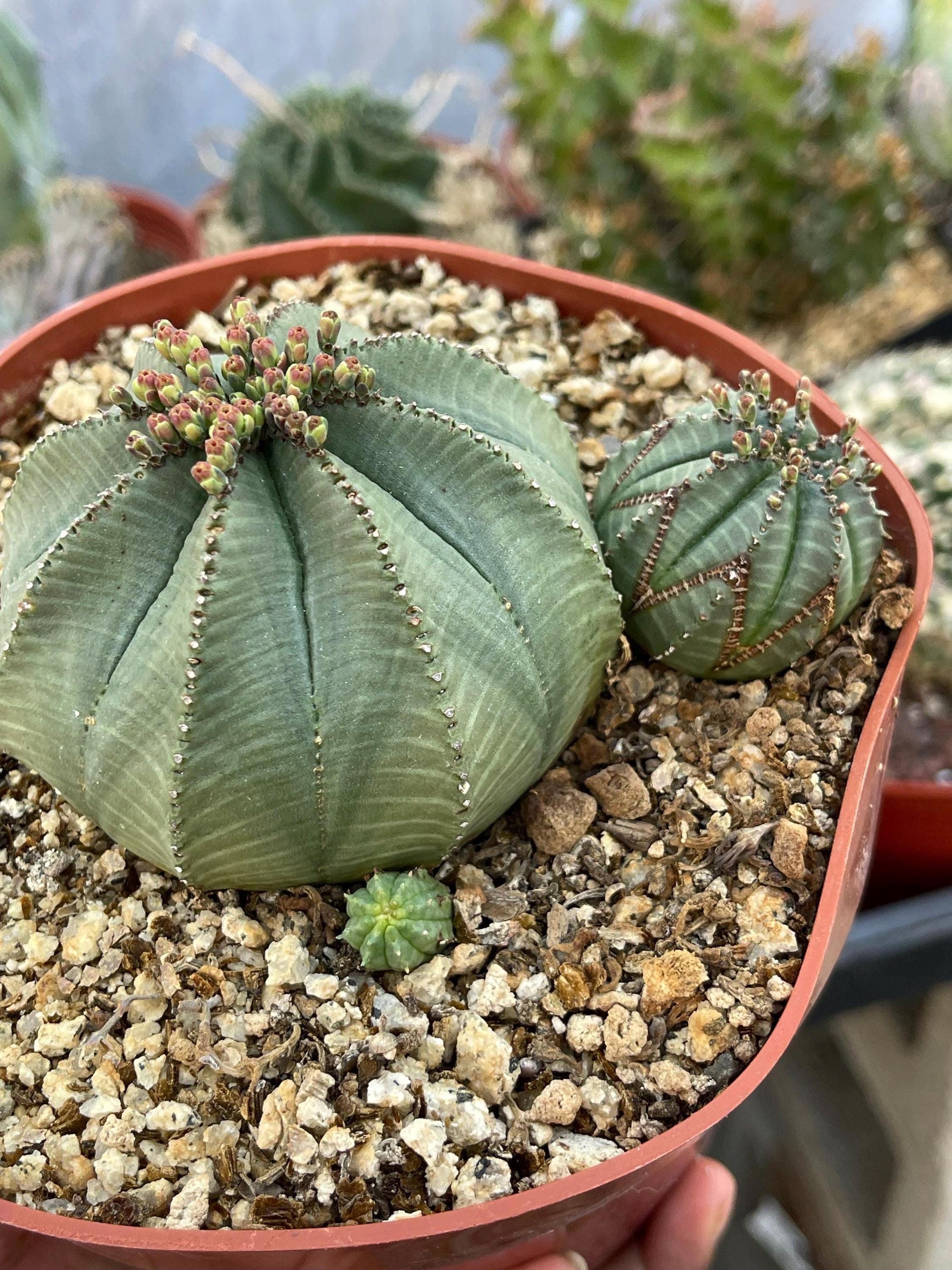 Euphorbia Obesa Hybrid w/pups | Rare Plant | Live Plant