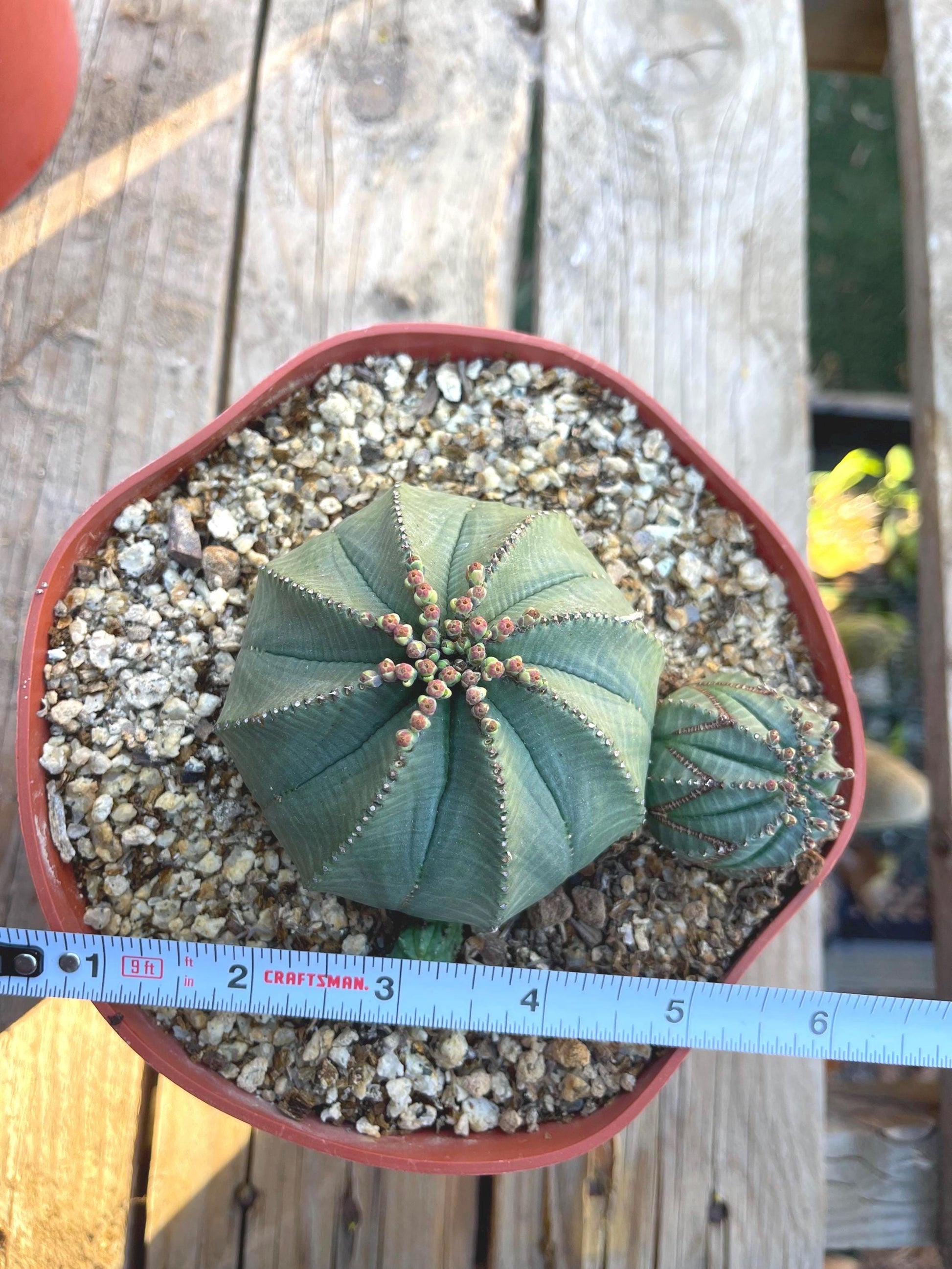 Euphorbia Obesa Hybrid w/pups | Rare Plant | Live Plant