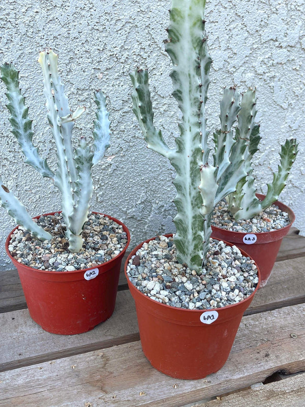 Ghost cactus | Variegated Euphorbia Lactea | Rare Cactus