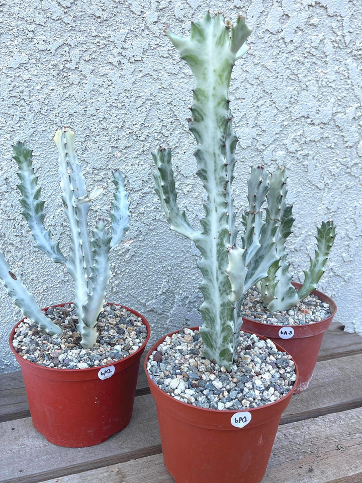 Ghost cactus | Variegated Euphorbia Lactea | Rare Cactus