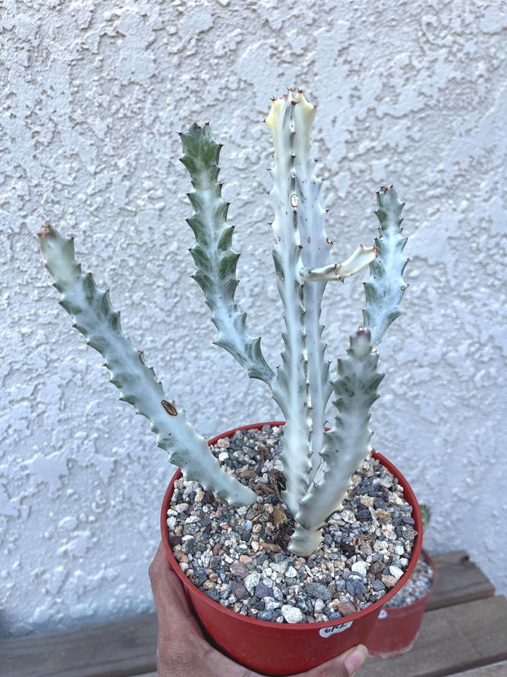 Ghost cactus | Variegated Euphorbia Lactea | Rare Cactus