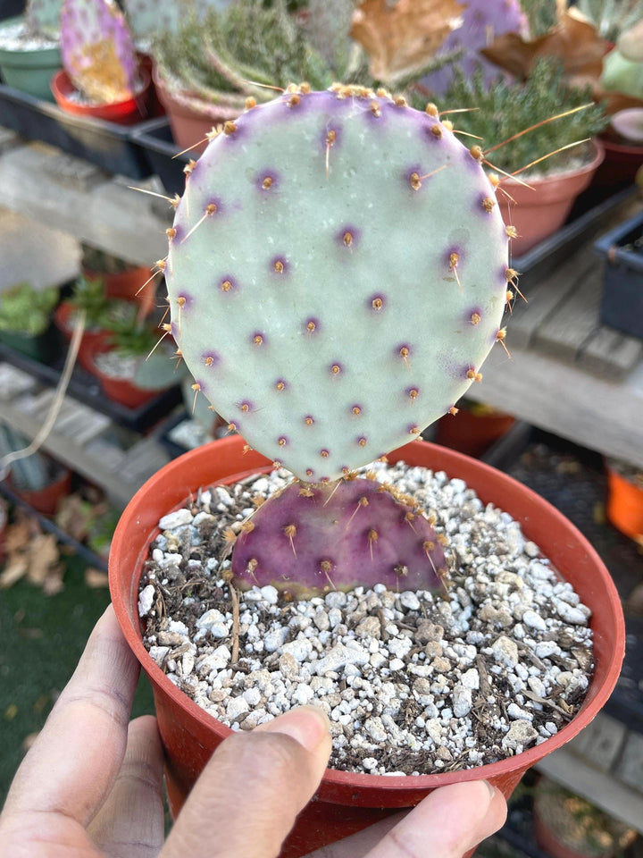 Opuntia “baby rita” | prickly pear cactus | Santa Rita Prickly Pear Cactus | Purple Cactus