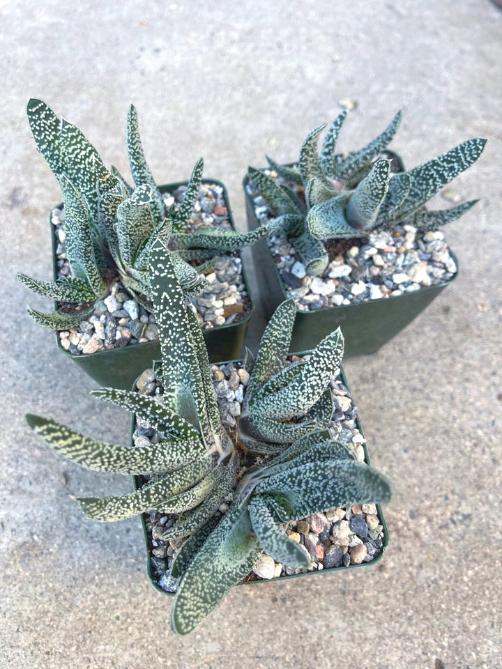 Gasteria Carinata var. Verrucosa | Live Plant | Live Succulent