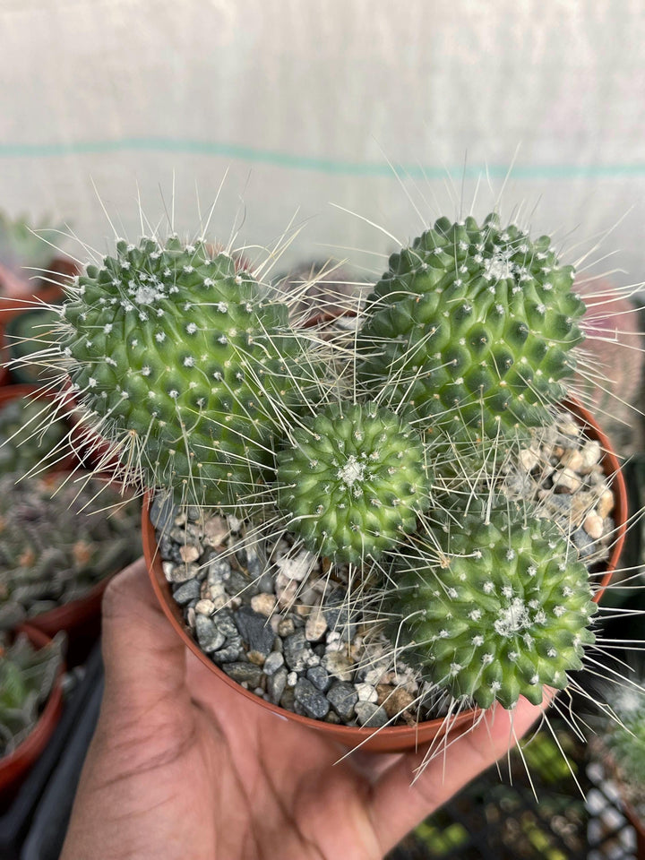 Mammillaria Spinosissima | Un Pico Cactus | Live Cactus