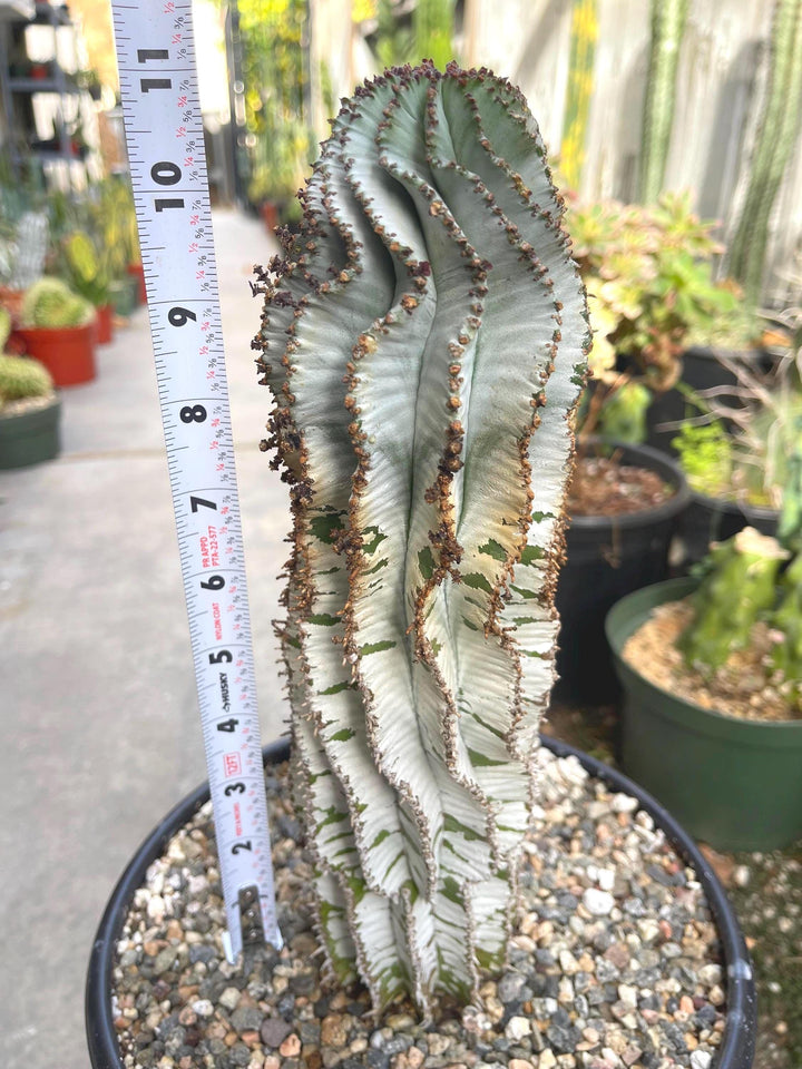 Large Euphorbia Polygona Snowflake | Live Euphorbia | Rare plant