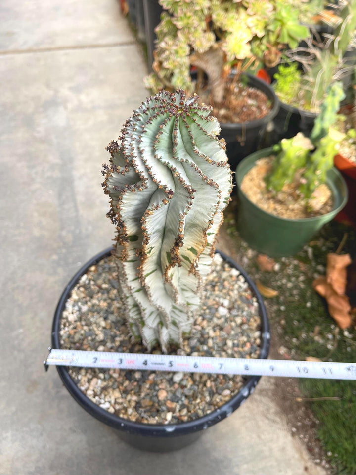 Large Euphorbia Polygona Snowflake | Live Euphorbia | Rare plant