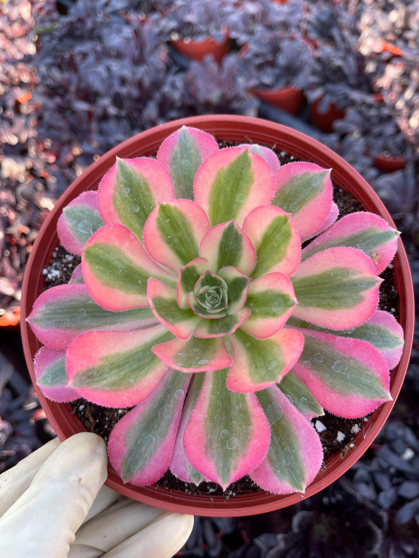 Aeonium 'Pink Witch'| Live Succulent | Live Plant