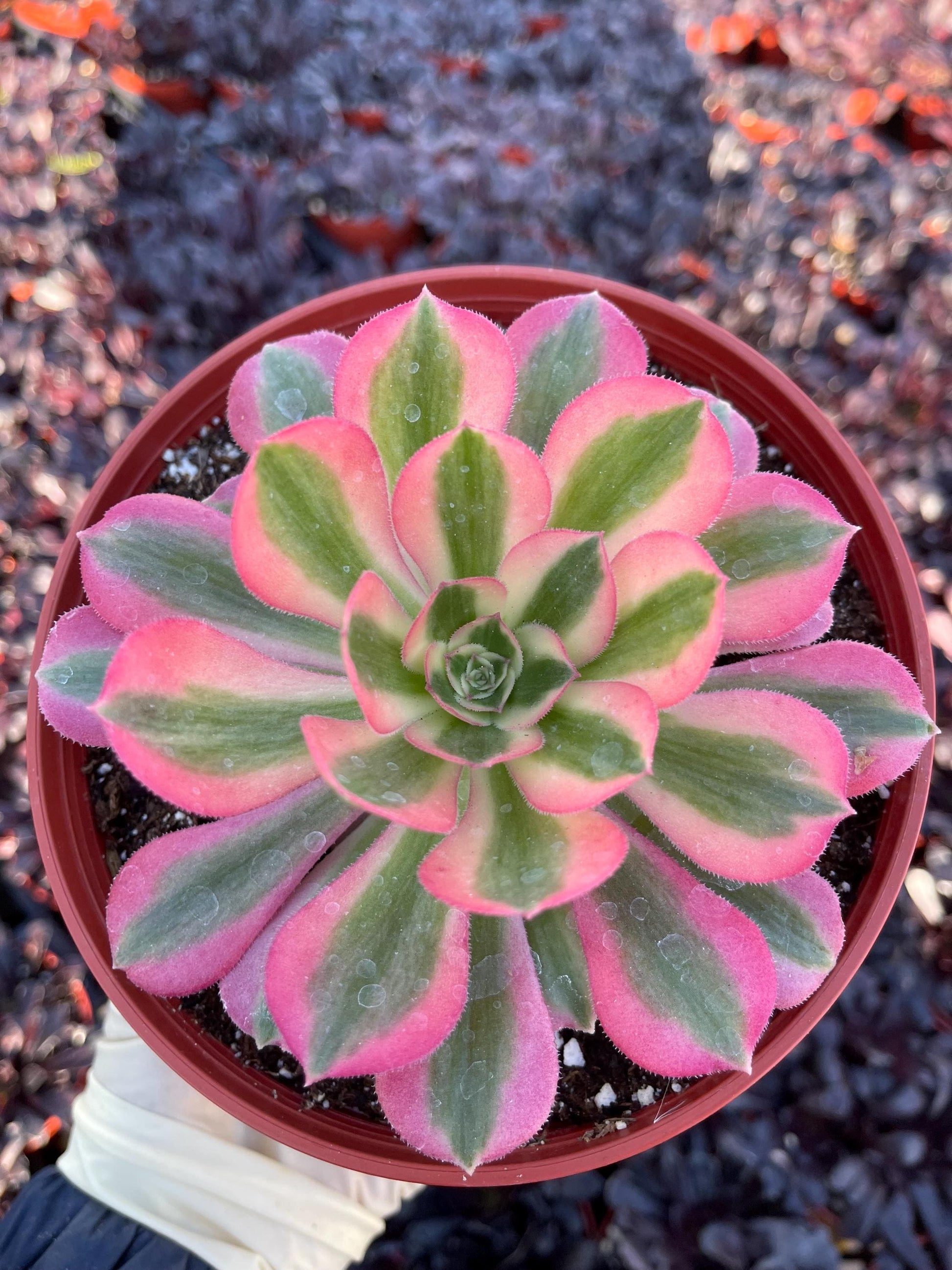 Aeonium 'Pink Witch'| Live Succulent | Live Plant