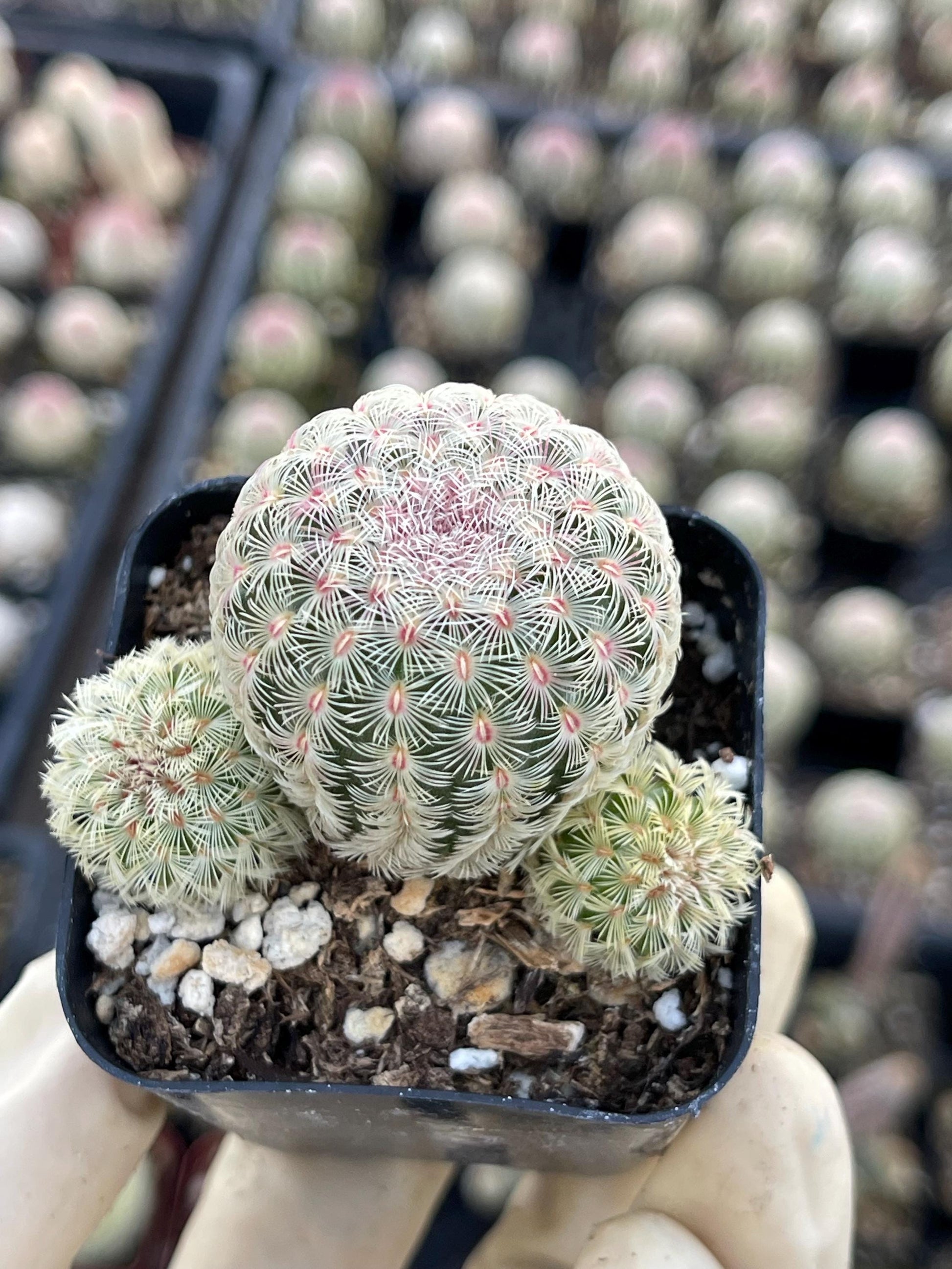 Rainbow Cactus | Rare Cactus | Echinocereus rigidissimus