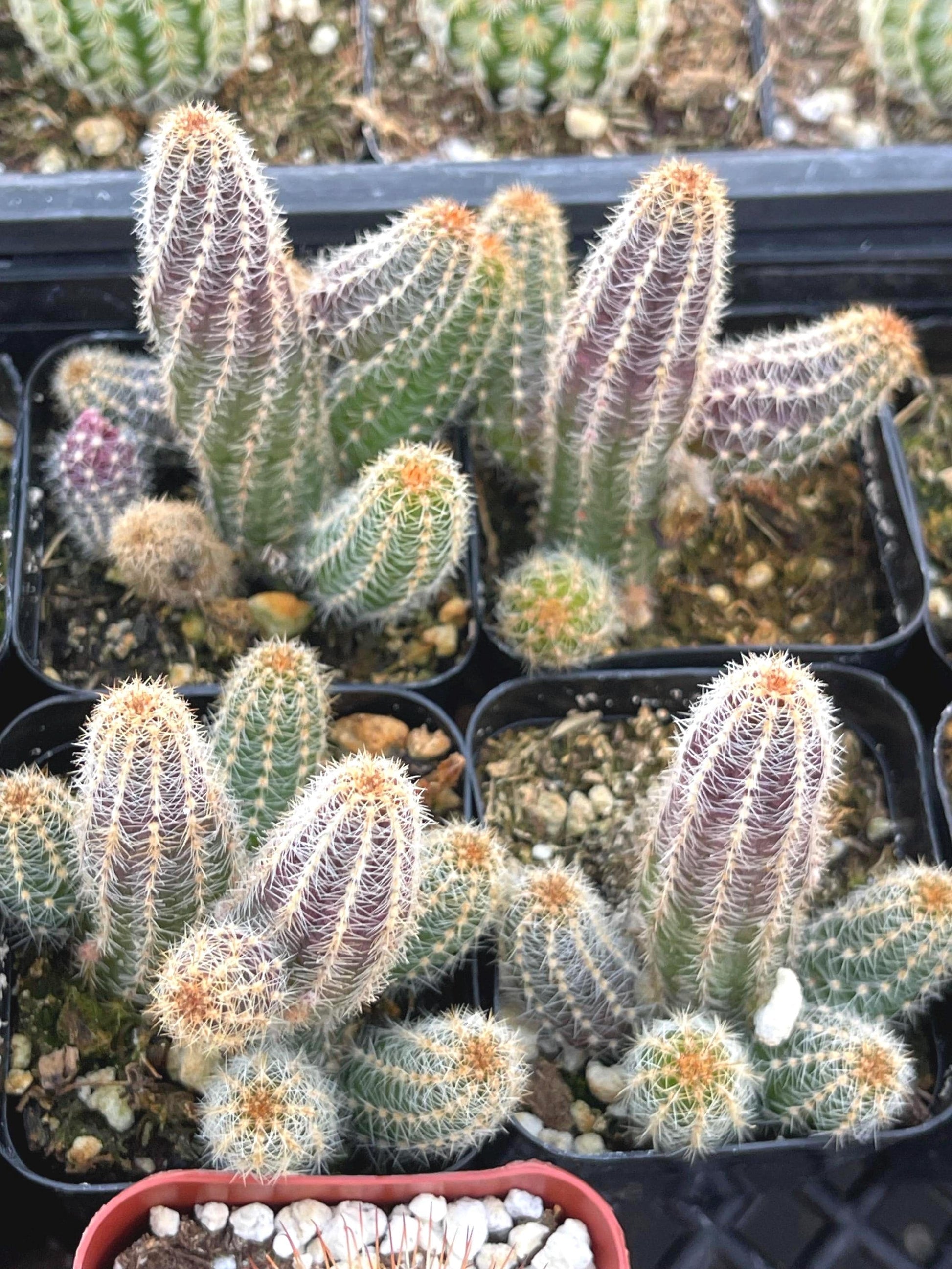 Peanut Cactus Echinopsis Chamaecereus | Live Cactus