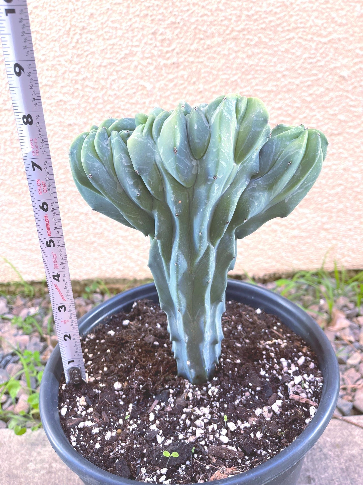 Crested Blue Myrtle cactus | Live Cactus Plant | Rare Cactus