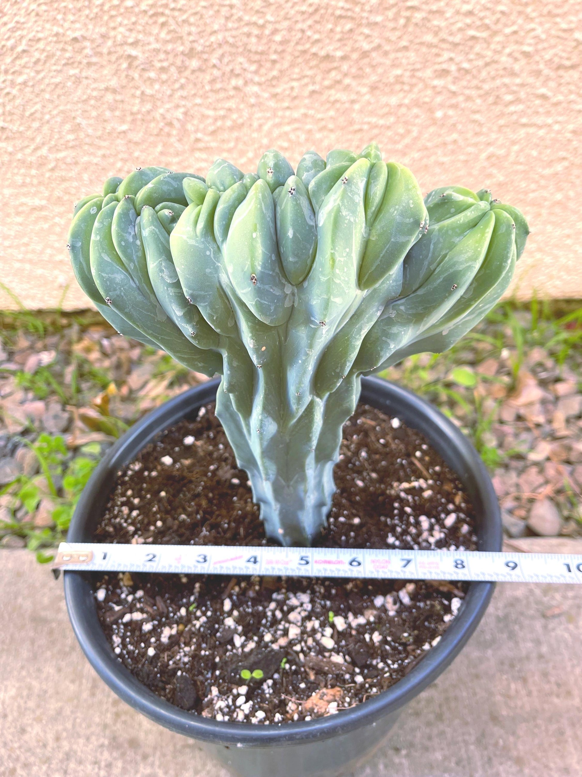 Crested Blue Myrtle cactus | Live Cactus Plant | Rare Cactus