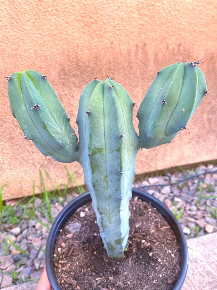 6” Beautiful Myrtillocactus Geometrizans w/ pups | Blue Crested Candle Cactus