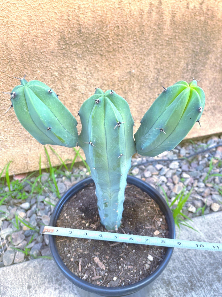 6” Beautiful Myrtillocactus Geometrizans w/ pups | Blue Crested Candle Cactus