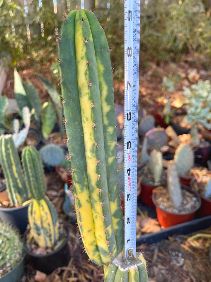 Variegated Cactus | Live Cactus | Live Plant | Rare Plant