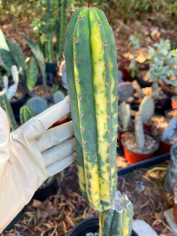 Variegated Cactus | Live Cactus | Live Plant | Rare Plant