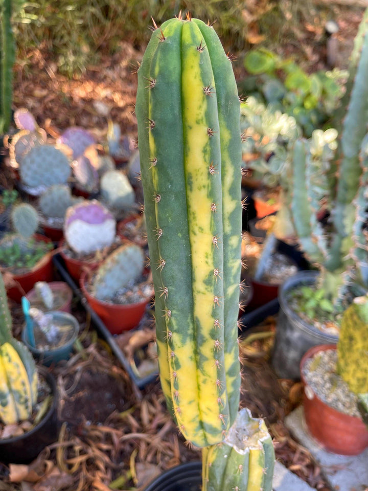 Variegated Cactus | Live Cactus | Live Plant | Rare Plant