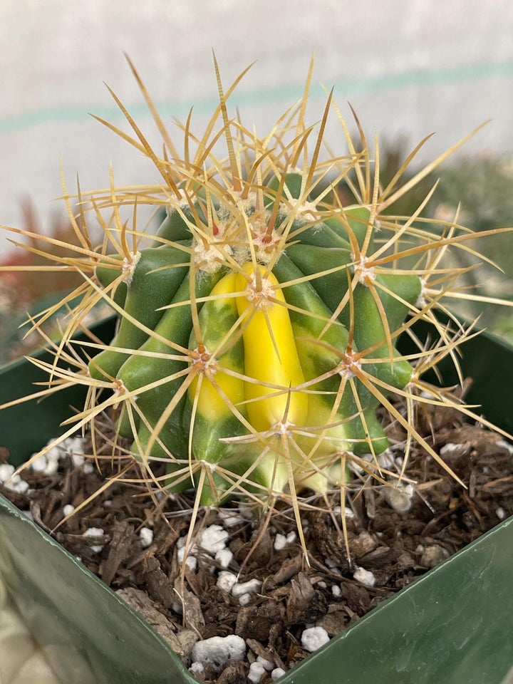 Variegated Ferocactus Cactus | Yellow Spines | Rare Cactus | Live Plant