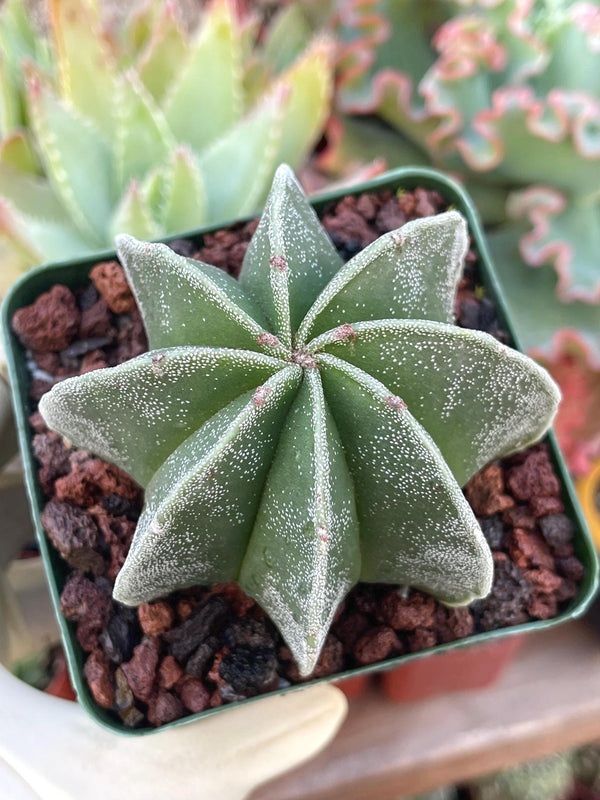 3.5” 8 Ribs Astrophytum | Live Cactus | Rare Plant