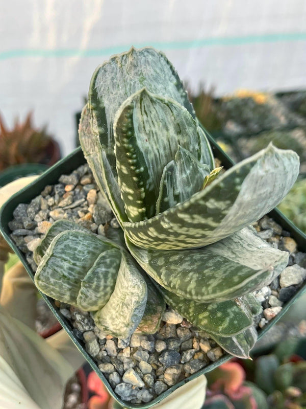 3.5” Variegated Gasteria ‘Sakura Fuji’ | Rare Item | Live Succulent