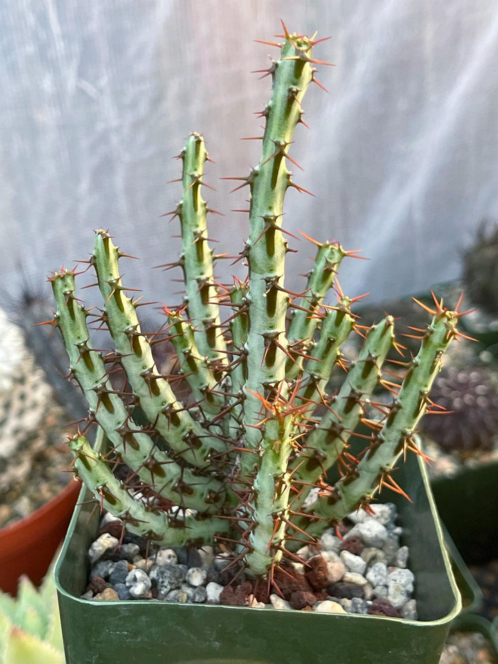 Euphobia Aeruginosa | Rare Cactus