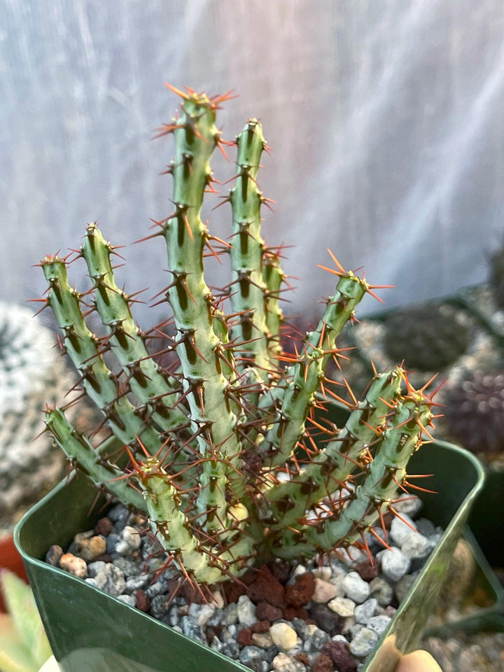 Euphobia Aeruginosa | Rare Cactus