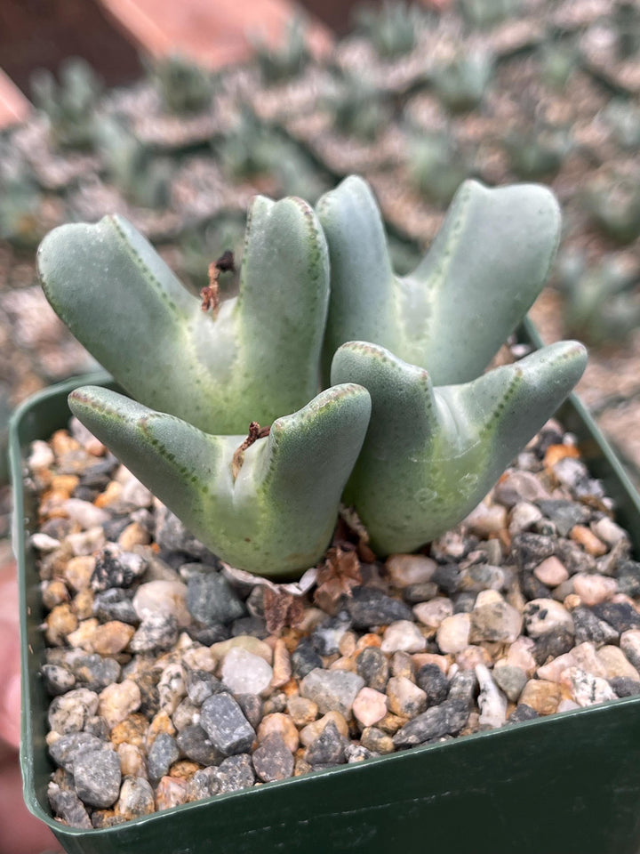 Conophytum Bilobum Clusters | Heart Shape Succulent | Live Plant