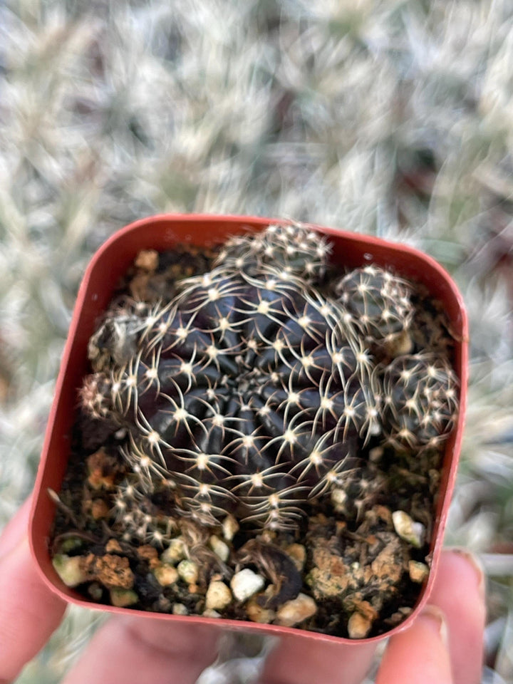 3.5”Lobivia Arachnacantha Cluters | Black Cactus | Live Cactus